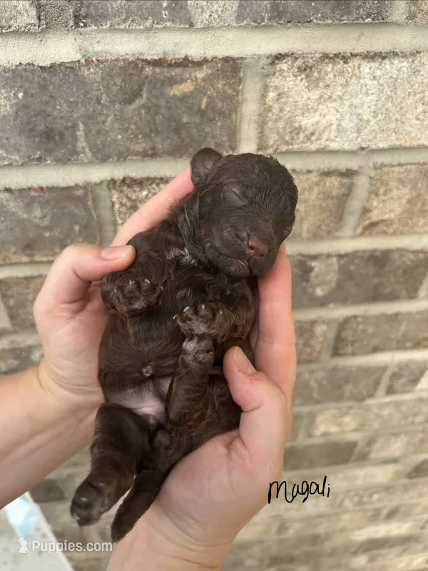 Magali – Lagotto Romagnolo puppy for sale in Maiden, NC