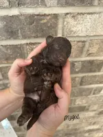 Magali, a female Lagotto Romagnolo for sale in Maiden, NC – 1 of 2