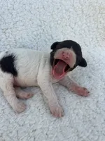 Collette, a female Lagotto Romagnolo for sale in Maiden, NC – 4 of 5