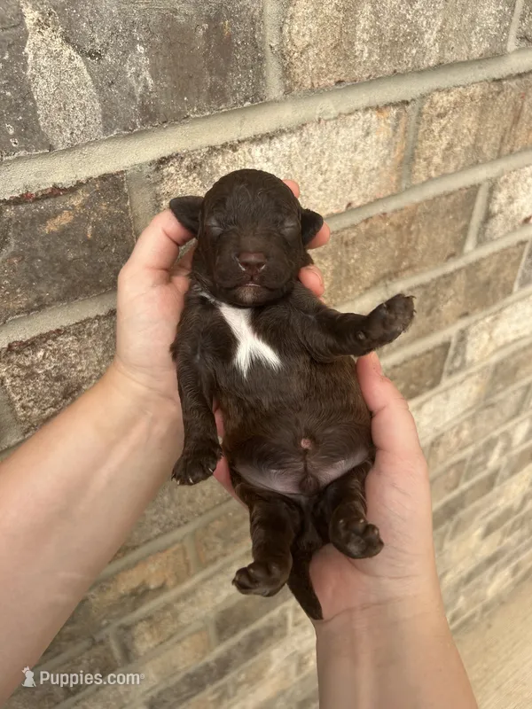 Chello – Lagotto Romagnolo puppy for sale in Maiden, NC