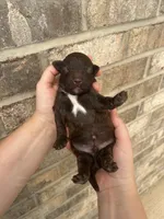 Chello, a male Lagotto Romagnolo for sale in Maiden, NC – 1 of 1