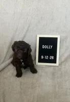 Dolly, a female Lagotto Romagnolo for sale in Maiden, NC – 2 of 5