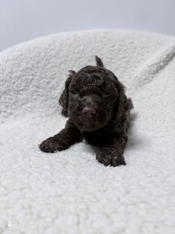 Sue – Lagotto Romagnolo puppy for sale in Maiden, NC
