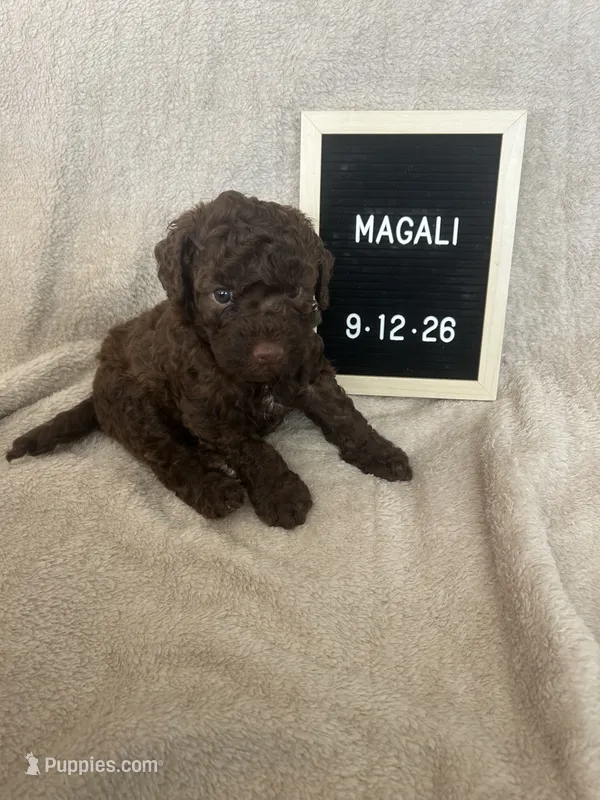 Magali – Lagotto Romagnolo puppy for sale in Maiden, NC