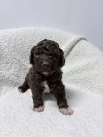 Esme, a female Lagotto Romagnolo for sale in Maiden, NC – 2 of 3