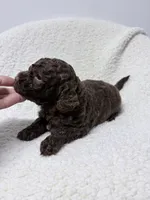 Dolly, a female Lagotto Romagnolo for sale in Maiden, NC – 4 of 5