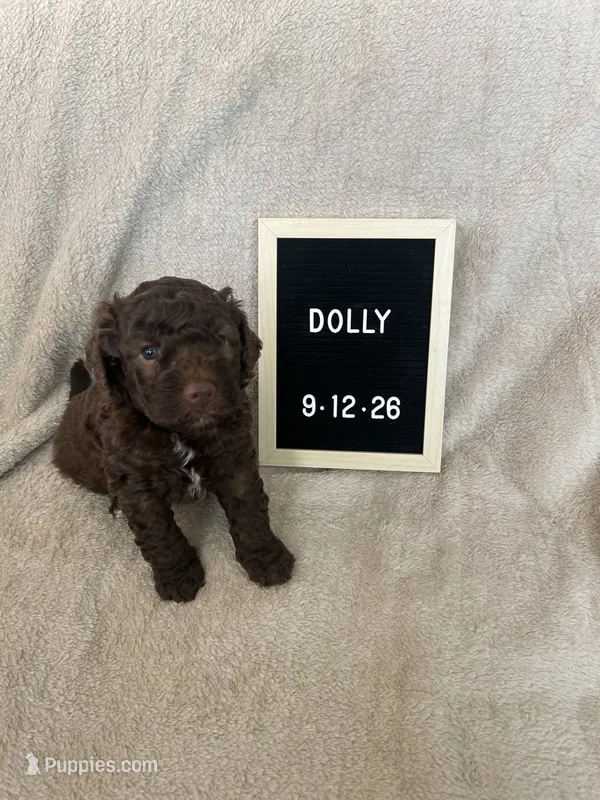 Dolly – Lagotto Romagnolo puppy for sale in Maiden, NC