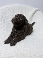 Dolly, a female Lagotto Romagnolo for sale in Maiden, NC – 5 of 5