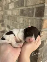 Collette, a female Lagotto Romagnolo for sale in Maiden, NC – 1 of 5
