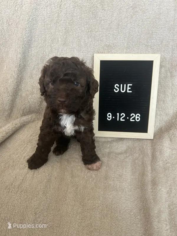 Sue – Lagotto Romagnolo puppy for sale in Maiden, NC