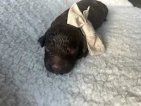 Lou, a female Lagotto Romagnolo for sale in Maiden, NC – 2 of 3