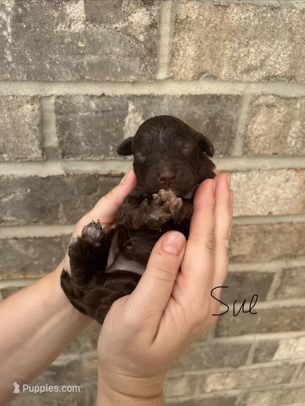 Sue – Lagotto Romagnolo puppy for sale in Maiden, NC