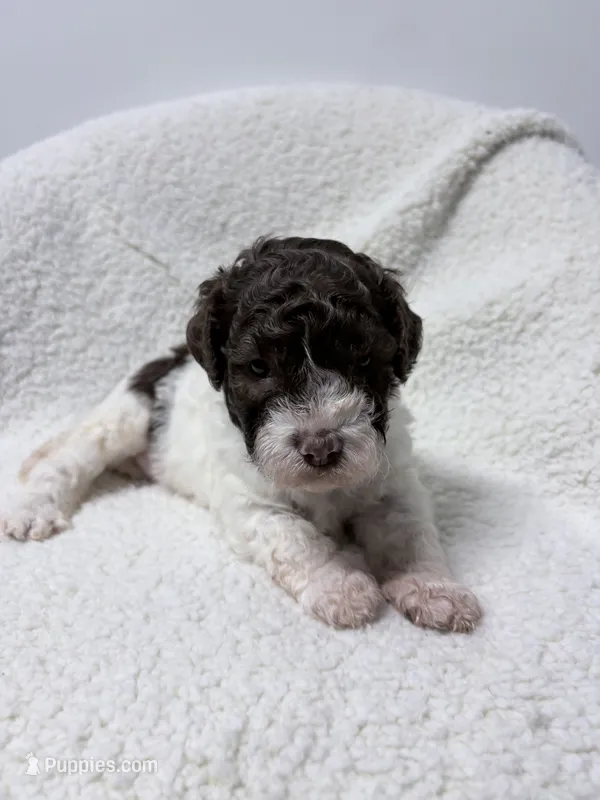 Collette – Lagotto Romagnolo puppy for sale in Maiden, NC