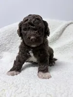 Esme, a female Lagotto Romagnolo for sale in Maiden, NC – 3 of 3