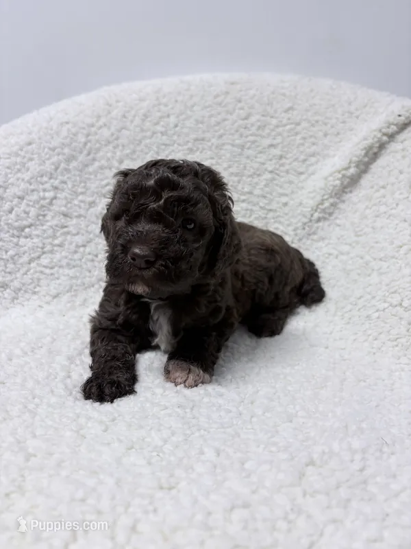 Lou – Lagotto Romagnolo puppy for sale in Maiden, NC
