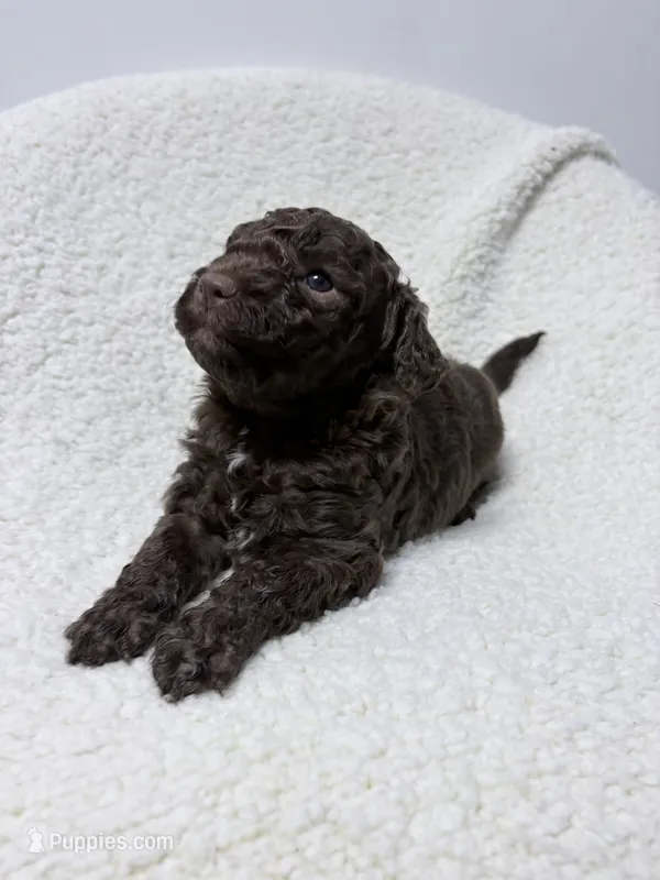 Magali – Lagotto Romagnolo puppy for sale in Maiden, NC