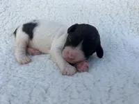 Collette, a female Lagotto Romagnolo for sale in Maiden, NC – 2 of 5