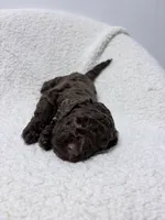 Dolly, a female Lagotto Romagnolo for sale in Maiden, NC – 3 of 5