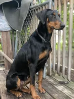 Leila, a female Doberman Pinscher for sale in Chicago, IL – Photo 3 of 6