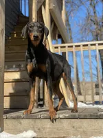 Leila, a female Doberman Pinscher for sale in Chicago, IL – Photo 5 of 6