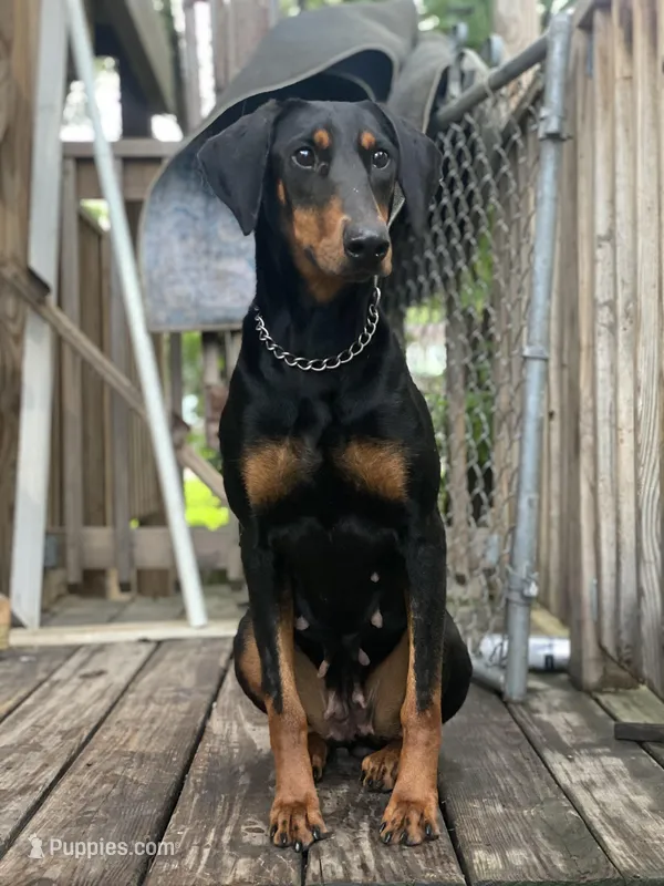 Leila – Doberman Pinscher puppy for sale in Chicago, IL