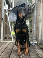 Leila, a female Doberman Pinscher for sale in Chicago, IL – Photo 1 of 6
