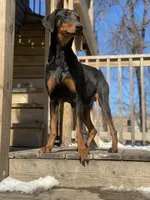 Leila, a female Doberman Pinscher for sale in Chicago, IL – Photo 6 of 6