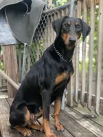 Leila, a female Doberman Pinscher for sale in Chicago, IL – Photo 2 of 6