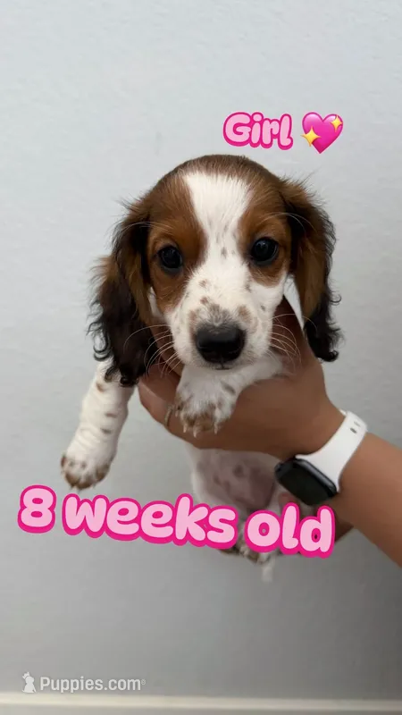 Puppy  – Miniature Dachshund puppy for sale in Dallas, TX