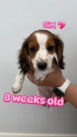 Puppy , a female Miniature Dachshund for sale in Dallas, TX – 1 of 3