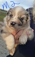 Blue male 2, a male Australian Shepherd for sale in Portland, IN – 2 of 5