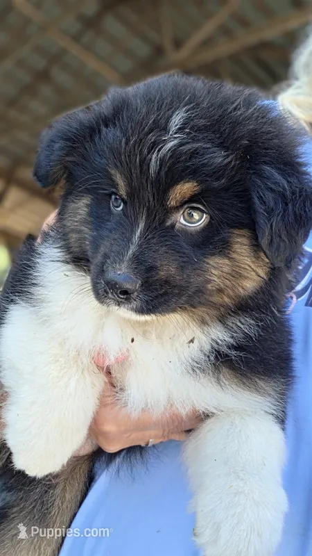 Black male 1 – Australian Shepherd puppy for sale in Portland, IN