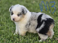 Blue Merle 3, a male Australian Shepherd for sale in Portland, IN – 3 of 6