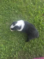 J.D., a male Australian Shepherd for sale in Portland, IN – 3 of 6