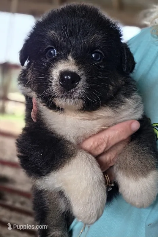 Black female 1 – Australian Shepherd puppy for sale in Portland, IN