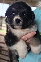 Black female 1, a female Australian Shepherd for sale in Portland, IN – 1 of 9