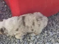 Red Merle , a male Australian Shepherd for sale in Portland, IN – Photo 4 of 6