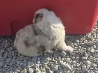 Red Merle , a male Australian Shepherd for sale in Portland, IN – Photo 6 of 6