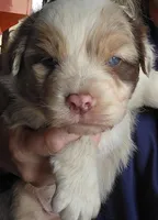 Red Merle , a male Australian Shepherd for sale in Portland, IN – Photo 1 of 6