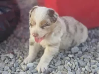 Red Merle , a male Australian Shepherd for sale in Portland, IN – Photo 5 of 6