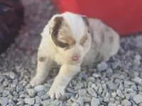 Red Merle , a male Australian Shepherd for sale in Portland, IN – Photo 3 of 6