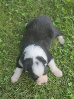 Jax, a male Australian Shepherd for sale in Portland, IN – 5 of 5