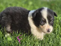 Black female 2, a female Australian Shepherd for sale in Portland, IN – 8 of 10