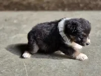 Black female 1, a female Australian Shepherd for sale in Portland, IN – 6 of 9