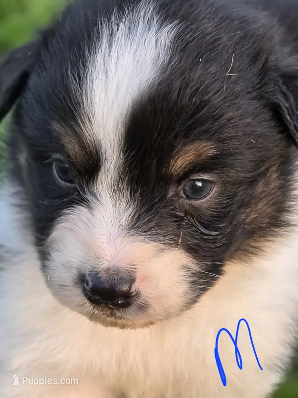 Black male 2 – Australian Shepherd puppy for sale in Portland, IN