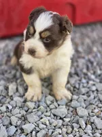 Randa, a female Australian Shepherd for sale in Portland, IN – Photo 2 of 6