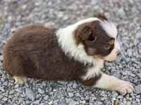 Randa, a female Australian Shepherd for sale in Portland, IN – Photo 5 of 6