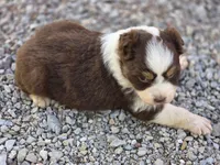 Randa, a female Australian Shepherd for sale in Portland, IN – Photo 6 of 6