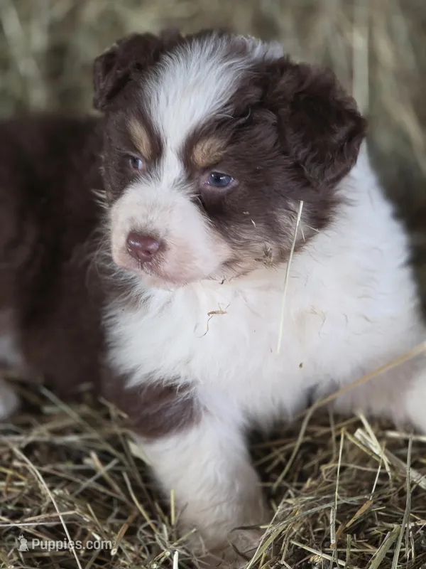 Randa – Australian Shepherd puppy for sale in Portland, IN