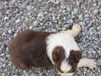 Randa, a female Australian Shepherd for sale in Portland, IN – Photo 4 of 6